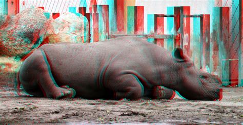 Blijdorp Zoo Rotterdam 3d Anaglyph Stereo Redcyan Flickr