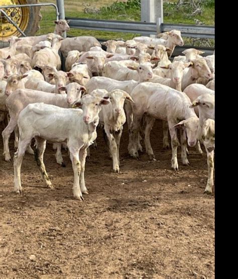 Lot 872 115 Mixed Sex Store Lambs Auctionsplus