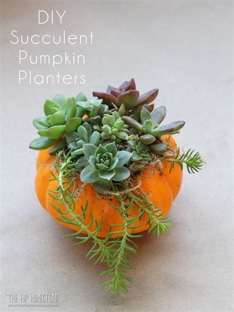 How To Make Mini Succulent Pumpkin Planters The Hip Homestead