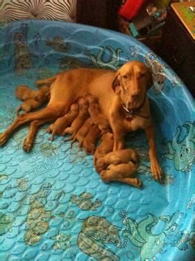 Puppies & dogs for sale in michigan. Hungarian Vizsla Puppies for Sale for Sale in Hamilton ...