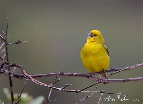 Stripe Tailed Yellow Finch Birds Of North East Brazil Bird Images
