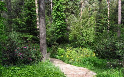 Path Trail Nature Landscapes Plants Flowers Bush Trees Forest