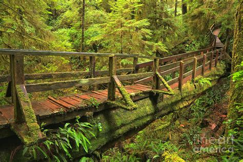 British Columbia Rainforest Bridge Photograph By Adam Jewell Fine Art