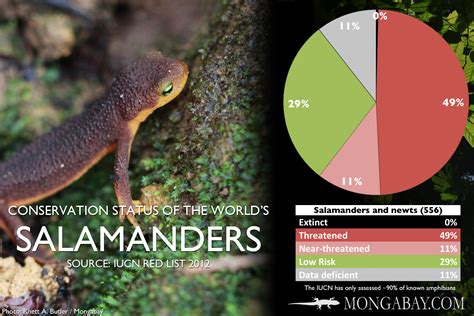 Chart The Worlds Most Endangered Salamanders