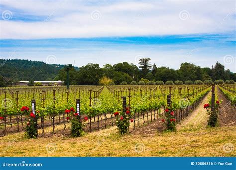 Colorful Vineyards In Napa Valleycalifornia Stock Photo Image Of