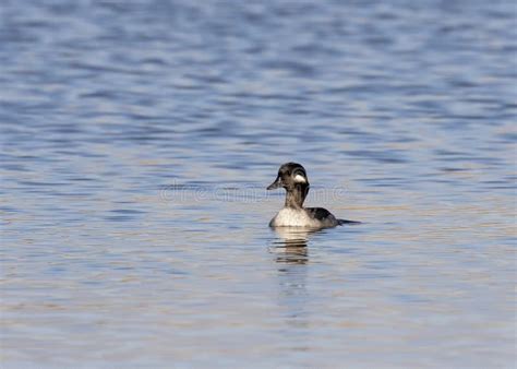 Adult Female Bufflehead It A Small North American Diving Duck With A