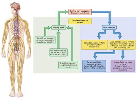 Figure 81 An Overview Of The Nervous System The Various Parts Of The