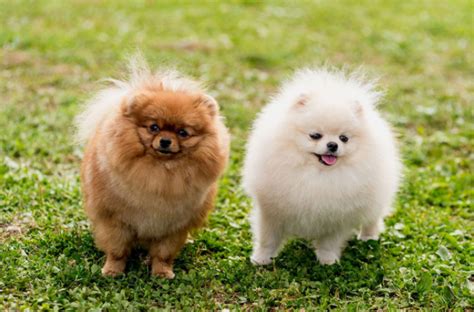 Price similar dog breeds for pomeranian. List of Best Top Dog Breeds in India | Pure Breeds