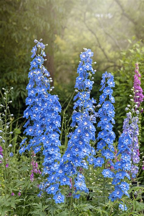 Types Of Naturally Blue Flowers Top 55 Types Of Blue
