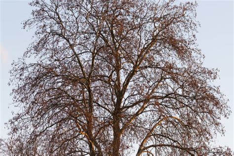 Poplar Tree Bark Silhouette Stock Photos Pictures And Royalty Free