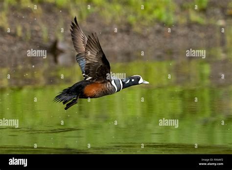 Adult Male Drake Harlequin Duck Histrionicus Histrionicus In Flight Hi