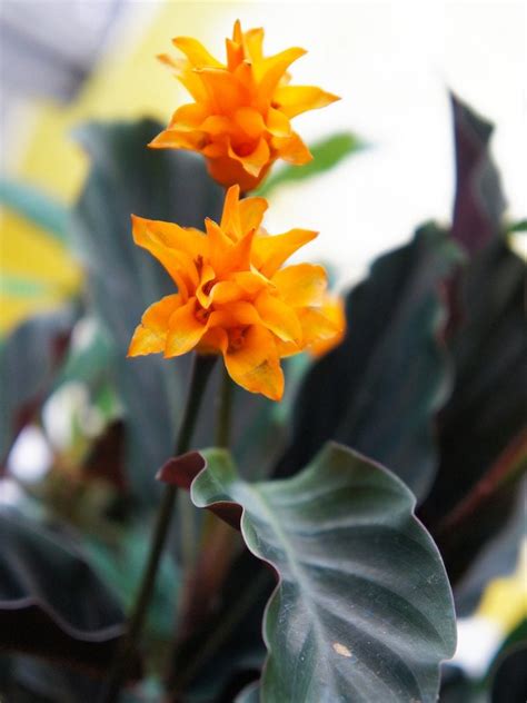 20 Flowering Houseplants That Will Add Beauty To Your Home Bob Vila