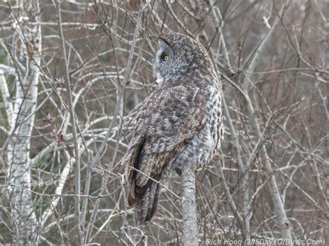 Winter Birding at Sax-Zim Bog: Great Gray Owl - 365 Days of Birds