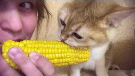 A Munchkin Cat Intensely Gnaws On An Ear Of Corn With Increasing Gusto Alongside Her Hungry Human