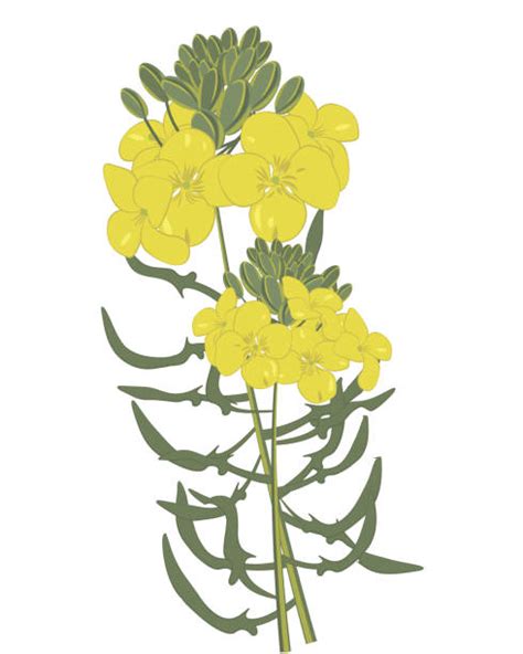 Mustard Flower Illustrations Royalty Free Vector Graphics And Clip Art