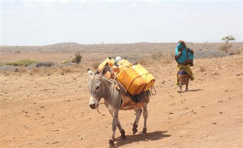 Chinas Growing Demand For African Donkeys Poses Challenges For