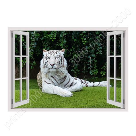 White Tiger Resting By Fake 3d Window Poster Or Wall Sticker Decal