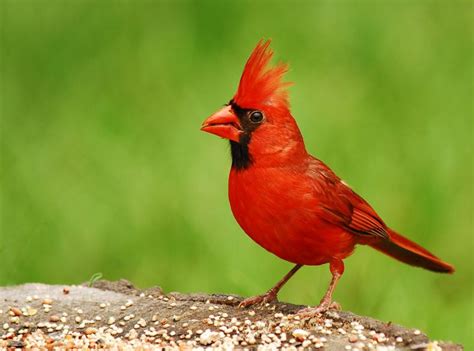 Cardinal Birds History And Definition Of Cardinal Birds