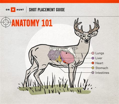 Where To Shoot A Deer Free Deer Shot Placement Chart Onx Hunt