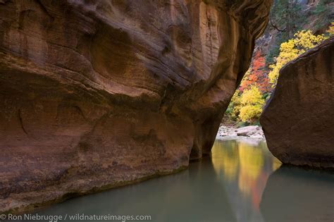 The Narrows Zion National Park Photos By Ron Niebrugge