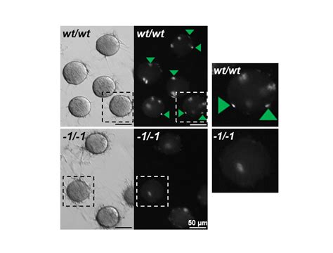 Novel Sperm Membrane Protein Fimp Facilitates Mammalian Fertilization