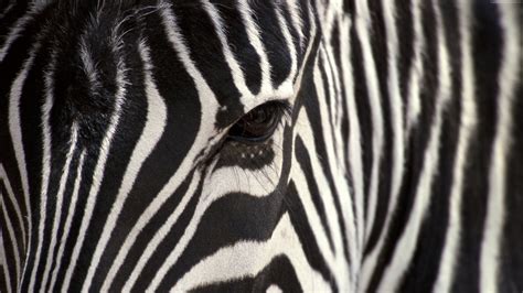 Free Photo Zebras Eye Animal Herbivore Wildlife Free Download