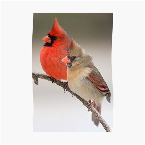 Northern Cardinal Pair On Pine Branch Poster By Miracles Redbubble