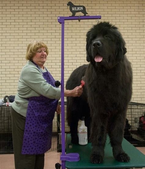 Newfoundland Dog Dog Breeds Big Dog Breeds Worlds Largest Dog