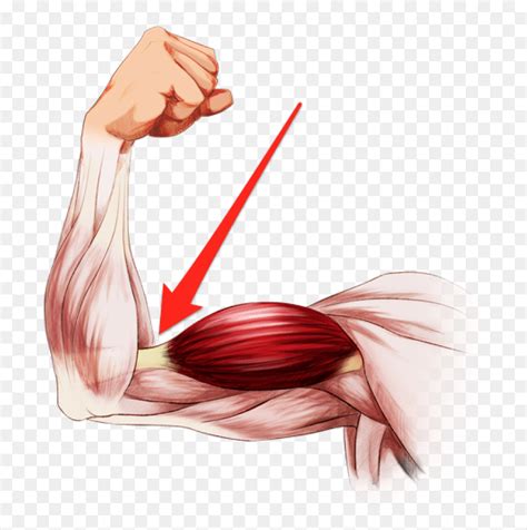 Human Anatomy Muscles Clip Art