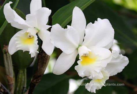 cattleya orchids indoor orchid care batang tabon