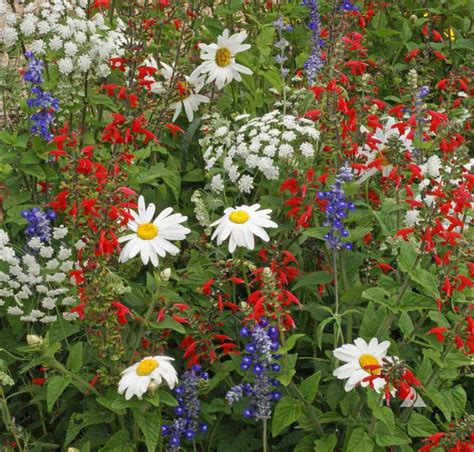 Sep 14, 2021 · debbie harry went with patriotic vibe when she lit up the red carpet in custom red, white and blue ensemble at 2021 met gala on monday. Red White & Blue, Wildflower Seed - Urban Farmer Seeds