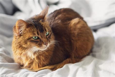 Why Do Cats Loaf Experts Explain This Feline Phenomenon