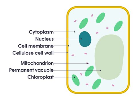 Plant Cell Diagrams Labeled For Kids Plant Cell Diagram Cell Diagram