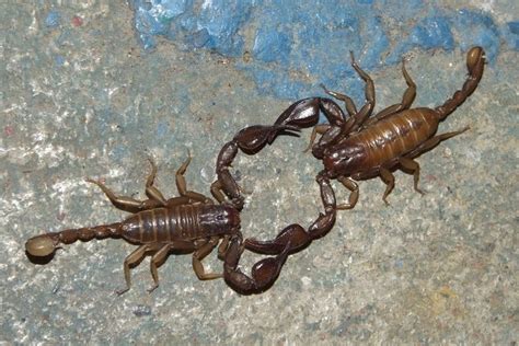 10 Fascinating Facts About Scorpions