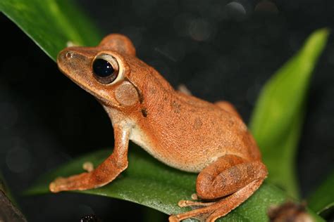 Common Tree Frog Singapore Guide To Vertebrate Animals ·