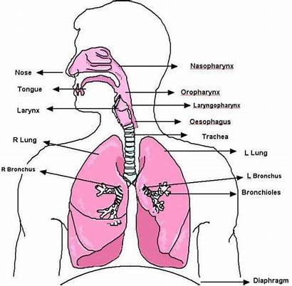 Respiratory System Diagram Human Trachea Respiration Tract
