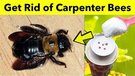 Best Way To Getting Rid Of Carpenter Bees Naturally Diy Simple Home Remedy Youtube