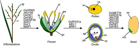 Frontiers Epigenetic Regulation Of Rice Flowering And Reproduction