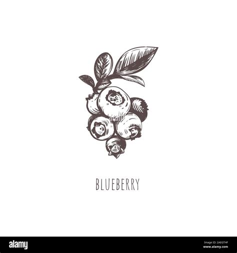Blueberry Berry Sketch Hand Drawing Stock Vector Image And Art Alamy