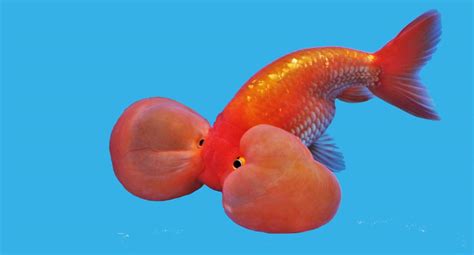 Bubble Eye Goldfish Info Care Guide Photos And More Hepper