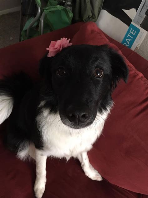 Abbee The Border Collie Labrador Mix Cute Woofer 11mo Old Raww