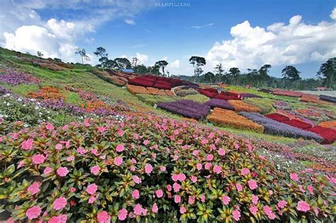 Tiket murah, banyak gratisannya» (bhakti alam). Taman Bunga Puncak Tonang, Berada di Ketinggian Pasaman ...