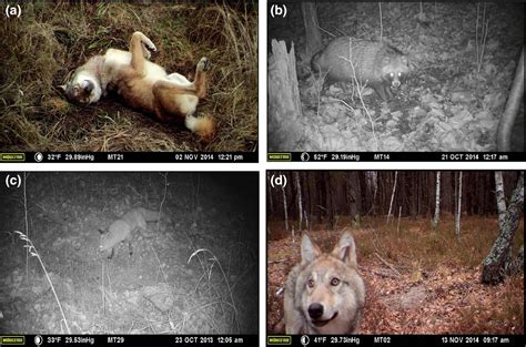30 Years After Nuclear Disaster Wildlife Returns To Chernobyl World