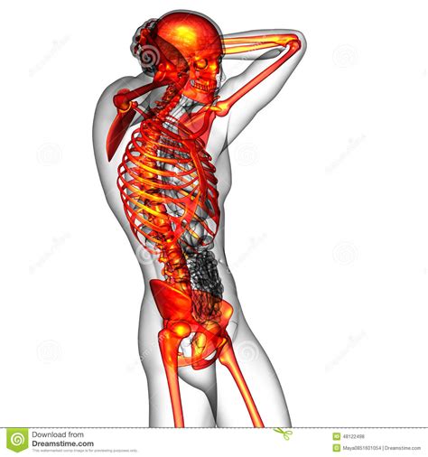 3d Render Medical Illustration Of The Human Skeletonl Stock ...
