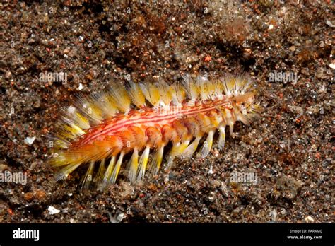 Darklined Bristle Worm, or Fireworm, Chloeia fusca.Tulamben, Bali .