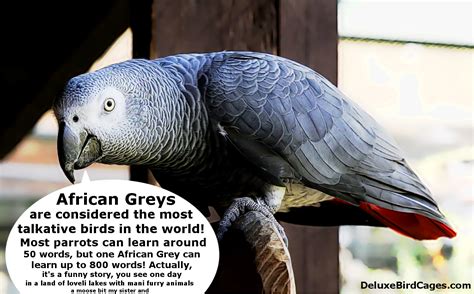 Check Out This Awesome Bird Fact African Grey Parrots Are Sure A