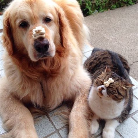 This Dog And Cat Have An Amazing Friendship