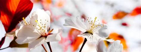 Parcourez notre sélection de flowers tv art : spring season flowers white with red leaves cool facebook ...