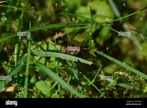 Brown spider with long legs in the lawn Stock Photo - Alamy