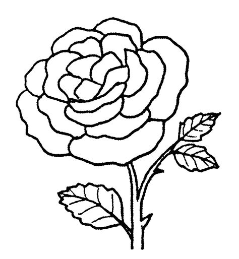 Sketsa Gambar Bunga Mawar Harian Nusantara